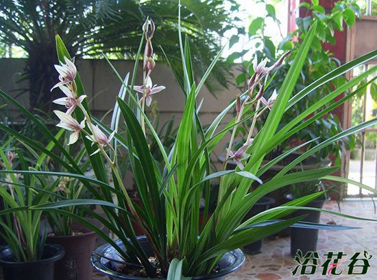 <a href='https://www.861230.com/guanhuazhiwu/6650.html' target='_blank'><u>建兰</u></a>绿鸟嘴优缺点（附图）