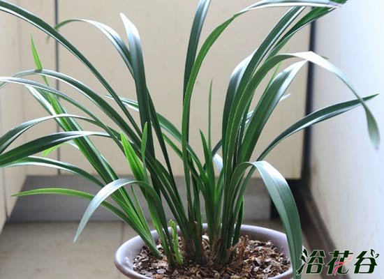 <a href='https://www.861230.com/guanhuazhiwu/6593.html' target='_blank'><u>兰花</u></a>冬天怎么养