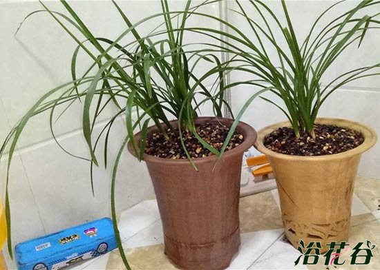 <a href='https://www.861230.com/guanhuazhiwu/6593.html' target='_blank'><u>兰花</u></a>为什么要用深盆，其实浅盆也可以