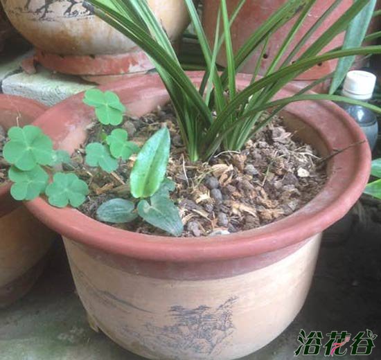 <a href='https://www.861230.com/guanhuazhiwu/6593.html' target='_blank'><u>兰花</u></a>为什么要用深盆，其实浅盆也可以