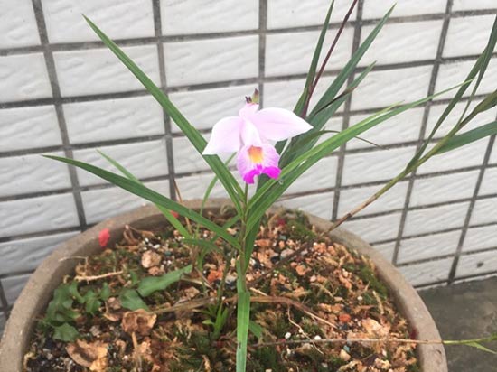 竹叶兰怎么种