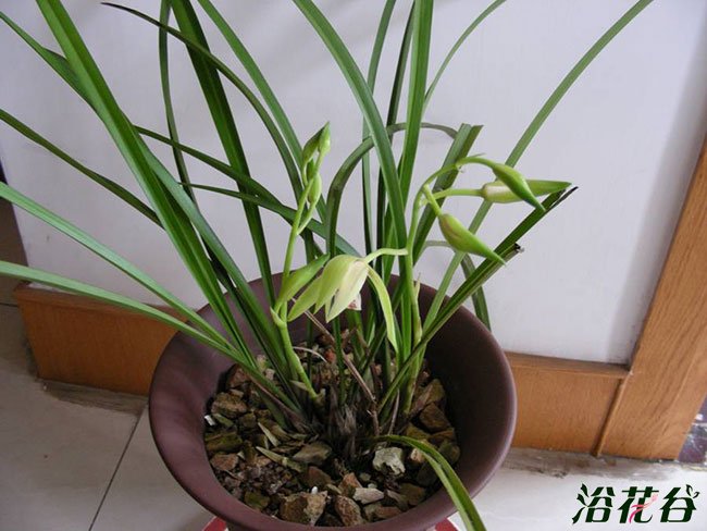 <a href='https://www.861230.com/guanhuazhiwu/6650.html' target='_blank'><u>建兰</u></a>