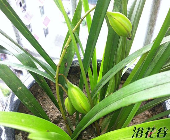 <a href='https://www.861230.com/guanhuazhiwu/6593.html' target='_blank'><u>兰花</u></a>种子