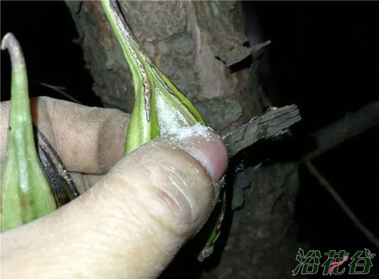 <a href='https://www.861230.com/guanhuazhiwu/6593.html' target='_blank'><u>兰花</u></a>种子