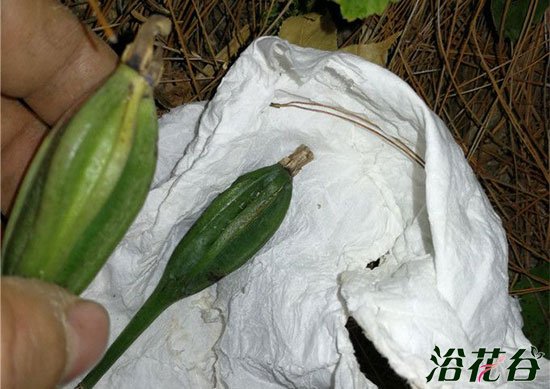 <a href='https://www.861230.com/guanhuazhiwu/6593.html' target='_blank'><u>兰花</u></a>种子