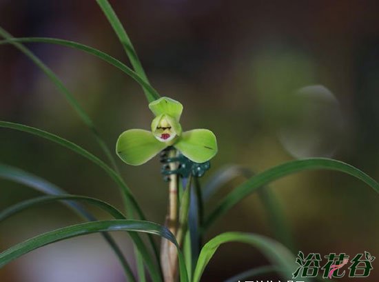 <a href='https://www.861230.com/guanhuazhiwu/6593.html' target='_blank'><u>春兰</u></a>