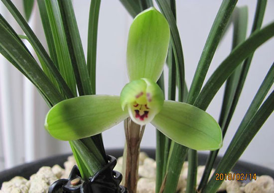 春<a href='https://www.861230.com/guanhuazhiwu/6593.html' target='_blank'><u>兰花</u></a>苞要春化多久