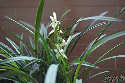<a href='https://www.861230.com/guanhuazhiwu/6593.html' target='_blank'><u>兰花</u></a>