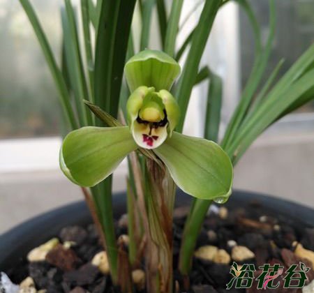 <a href='https://www.861230.com/guanhuazhiwu/6593.html' target='_blank'><u>兰花</u></a>