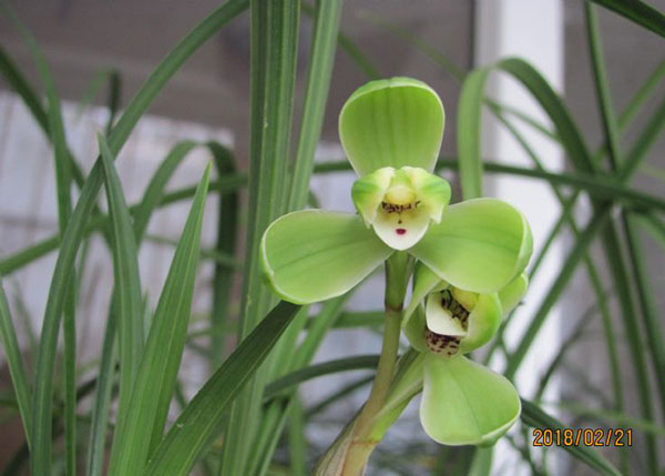 <a href='https://www.861230.com/guanhuazhiwu/6593.html' target='_blank'><u>兰花</u></a>开花