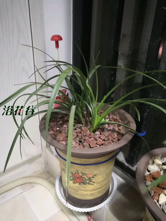 <a href='https://www.861230.com/guanhuazhiwu/6593.html' target='_blank'><u>兰花</u></a>春化
