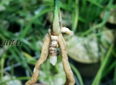 兰花老苗怎么处理（捂老苗）