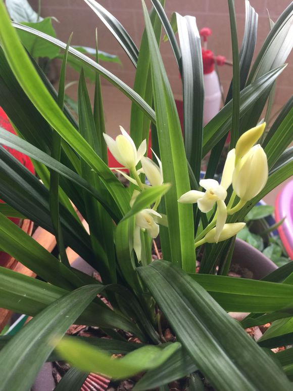 花多多可以喷<a href='https://www.861230.com/guanhuazhiwu/6593.html' target='_blank'><u>兰花</u></a>吗
