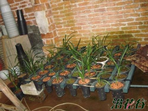 <a href='https://www.861230.com/guanhuazhiwu/6593.html' target='_blank'><u>兰花</u></a>通风不能过度