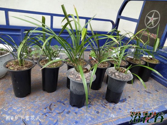 夏季<a href='https://www.861230.com/guanhuazhiwu/6593.html' target='_blank'><u>兰花</u></a>管理