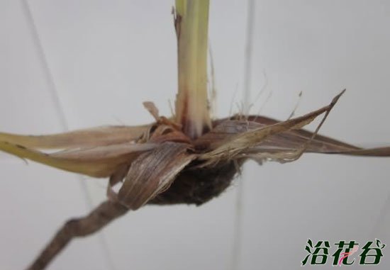 <a href='https://www.861230.com/guanhuazhiwu/6593.html' target='_blank'><u>兰花</u></a>软腐病图片