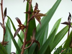 墨兰什么时候开花
