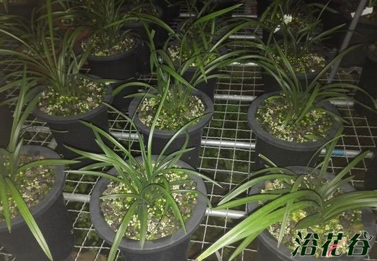 <a href='https://www.861230.com/guanhuazhiwu/6593.html' target='_blank'><u>兰花</u></a>的养殖方法和注意事项