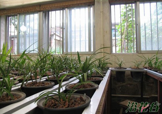 <a href='https://www.861230.com/guanhuazhiwu/6593.html' target='_blank'><u>兰花</u></a>秋季管理
