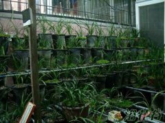 兰花冬季管理(光照篇)