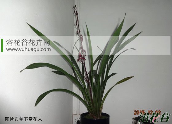 新手养<a href='https://www.861230.com/guanhuazhiwu/6593.html' target='_blank'><u>兰花</u></a>(从买到养护全篇)