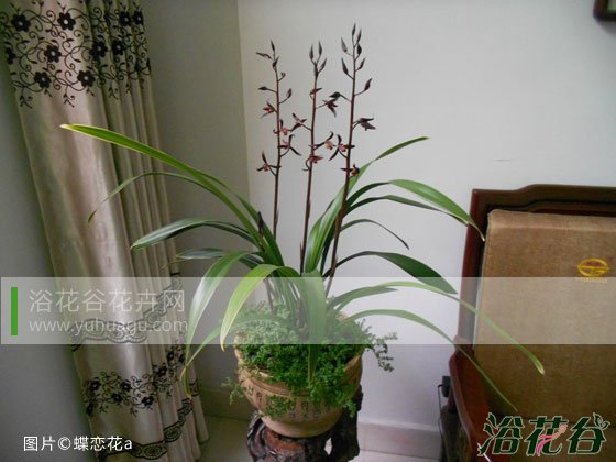冬天<a href='https://www.861230.com/guanhuazhiwu/6593.html' target='_blank'><u>兰花</u></a>怎么养
