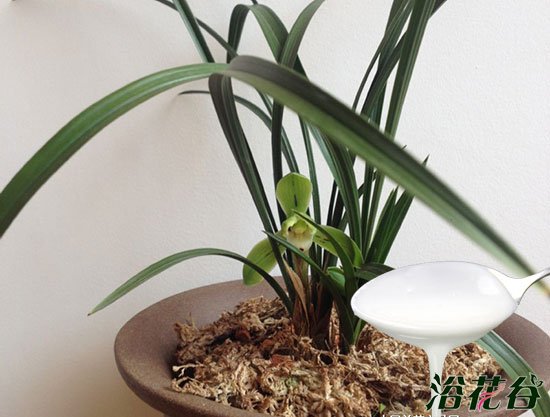 给<a href='https://www.861230.com/guanhuazhiwu/6593.html' target='_blank'><u>兰花</u></a>浇酸奶要谨慎