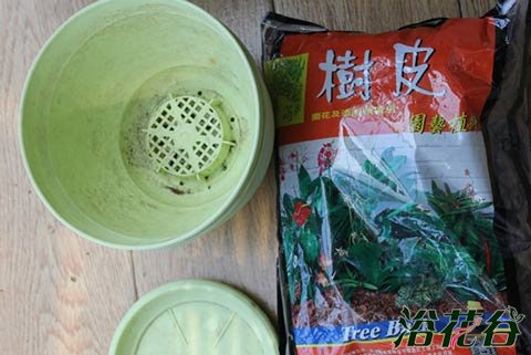 <a href='https://www.861230.com/guanhuazhiwu/7510.html' target='_blank'><u>石斛</u></a>的家庭种植方法