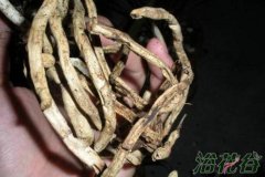 兰花空根怎么处理