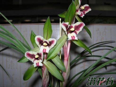 <a href='https://www.861230.com/guanhuazhiwu/6593.html' target='_blank'><u>兰花</u></a>能晒太阳吗