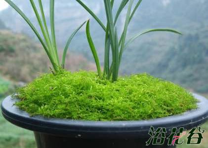 <a href='https://www.861230.com/guanhuazhiwu/6593.html' target='_blank'><u>兰花</u></a>盆面苔藓的制作
