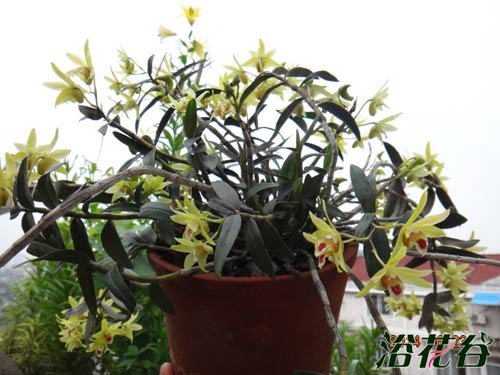 盆栽铁皮<a href='https://www.861230.com/guanhuazhiwu/7510.html' target='_blank'><u>石斛</u></a>种植方法