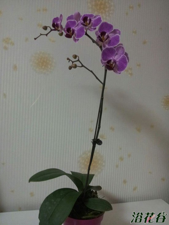 <a href='https://www.861230.com/guanhuazhiwu/6598.html' target='_blank'><u>蝴蝶兰</u></a>怎样管理(花友经验)