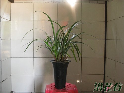 大叶寒兰和细叶寒兰的区别(图文)