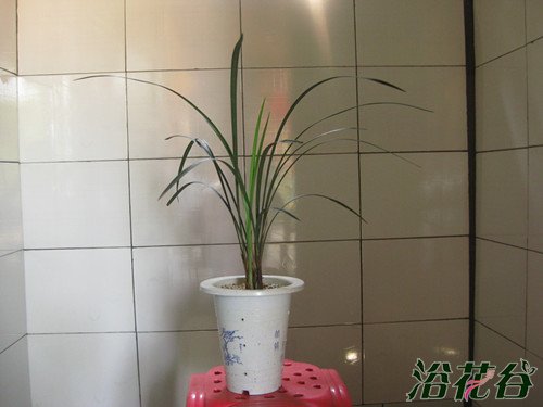 大叶寒兰和细叶寒兰的区别(图文)