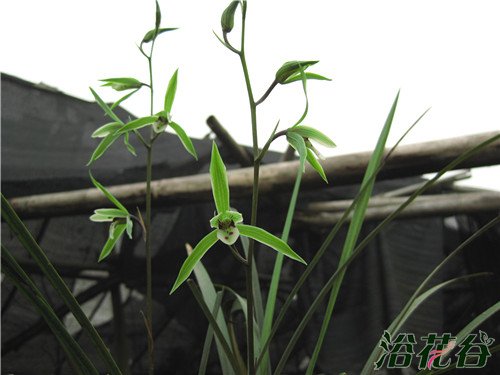 细叶寒<a href='https://www.861230.com/guanhuazhiwu/6593.html' target='_blank'><u>兰花</u></a>箭