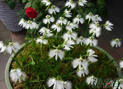 白鹭花盆栽（图）