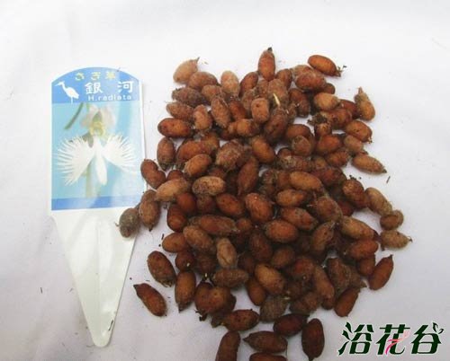 白鹭花盆栽（图）