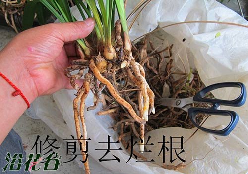 <a href='https://www.861230.com/guanhuazhiwu/6593.html' target='_blank'><u>兰花</u></a>怎么上盆（图文）