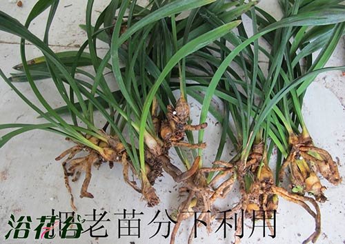 <a href='https://www.861230.com/guanhuazhiwu/6593.html' target='_blank'><u>兰花</u></a>怎么上盆（图文）