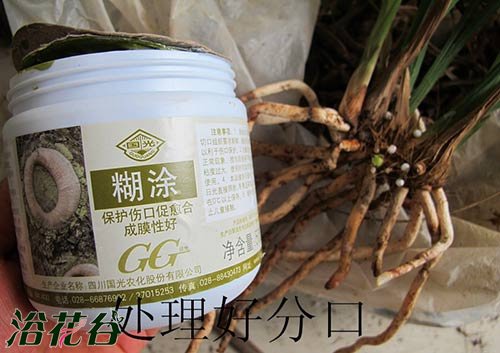 <a href='https://www.861230.com/guanhuazhiwu/6593.html' target='_blank'><u>兰花</u></a>怎么上盆（图文）