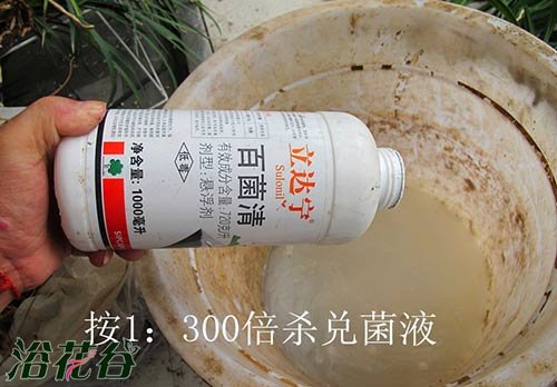 <a href='https://www.861230.com/guanhuazhiwu/6593.html' target='_blank'><u>兰花</u></a>怎么上盆（图文）