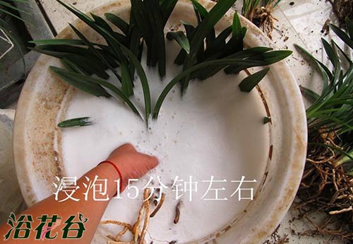 <a href='https://www.861230.com/guanhuazhiwu/6593.html' target='_blank'><u>兰花</u></a>怎么上盆（图文）