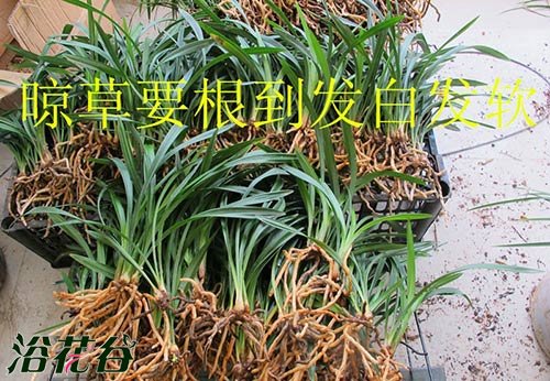 <a href='https://www.861230.com/guanhuazhiwu/6593.html' target='_blank'><u>兰花</u></a>怎么上盆（图文）