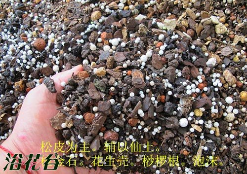 <a href='https://www.861230.com/guanhuazhiwu/6593.html' target='_blank'><u>兰花</u></a>怎么上盆（图文）