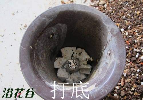 <a href='https://www.861230.com/guanhuazhiwu/6593.html' target='_blank'><u>兰花</u></a>怎么上盆（图文）