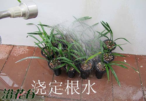 <a href='https://www.861230.com/guanhuazhiwu/6593.html' target='_blank'><u>兰花</u></a>怎么上盆（图文）