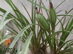 兰花结果好不好（附兰花果实图片)
