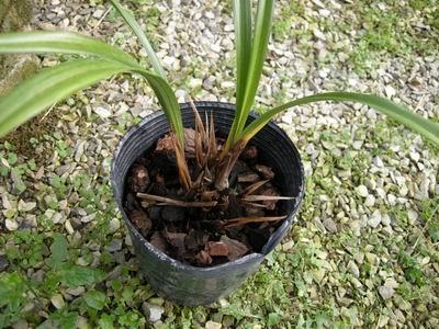 <a href='https://www.861230.com/guanhuazhiwu/6593.html' target='_blank'><u>兰花</u></a>软腐病防治方法