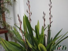 墨兰的家庭养殖方法(北方)
